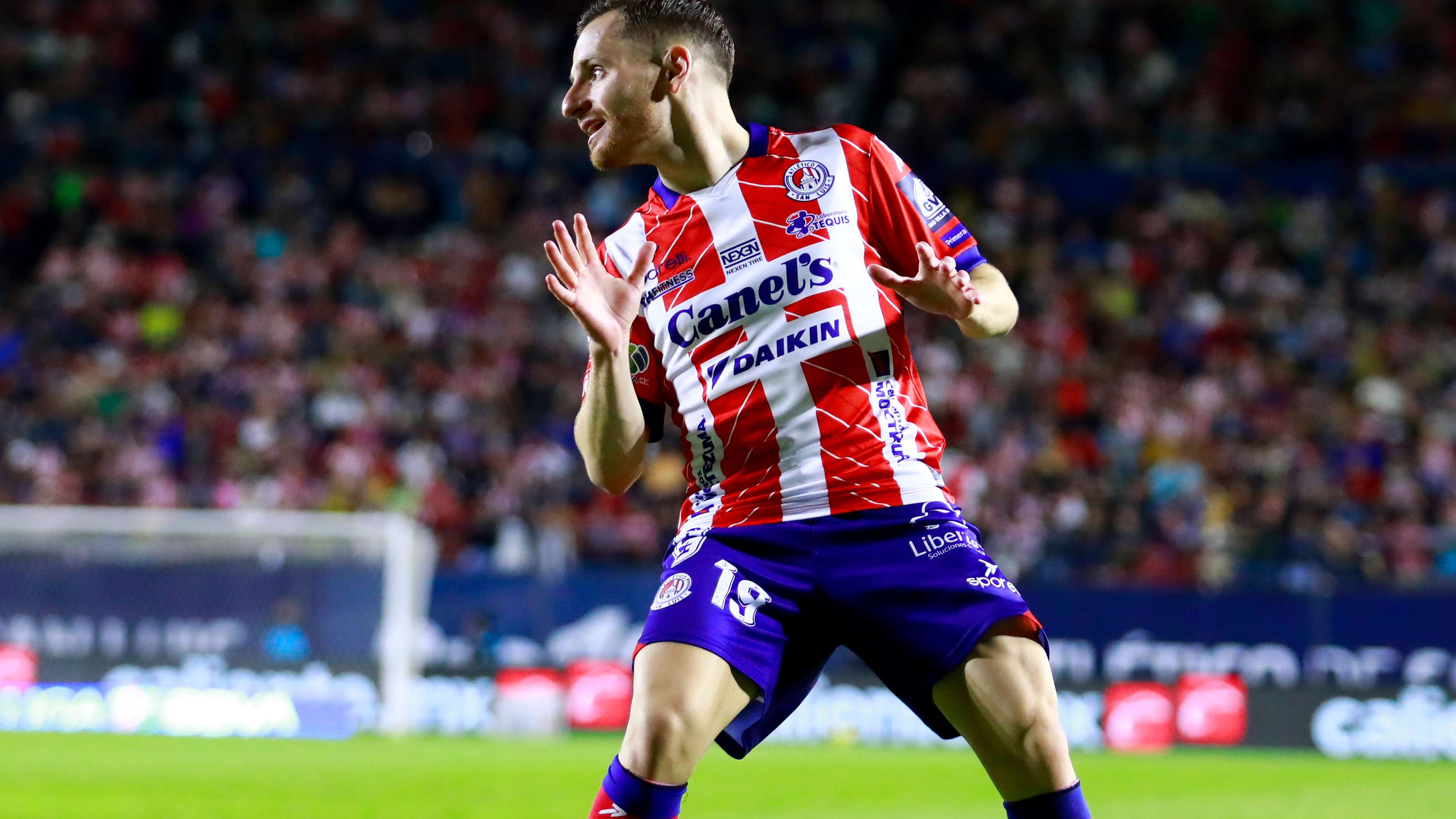 托迪博的實 托迪博的實